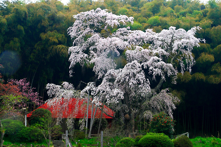 雨の庵（郡山市西田町・雪村庵）