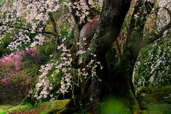 雪村桜（郡山市西田町）