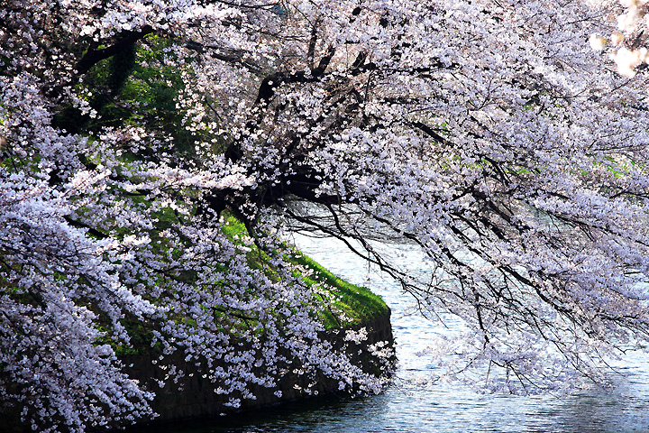 春の歓喜（千鳥が淵）