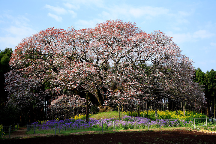 大樹・吉高の山桜（千葉県印旛村）
