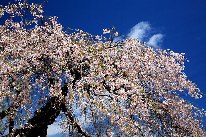無量寺の枝垂桜（小野町赤沼）