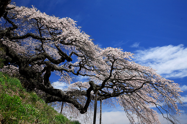 東堂山観音桜（小野町小戸神）