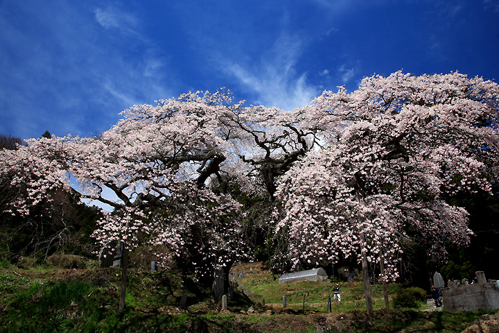 東堂山観音桜（小野町小戸神）