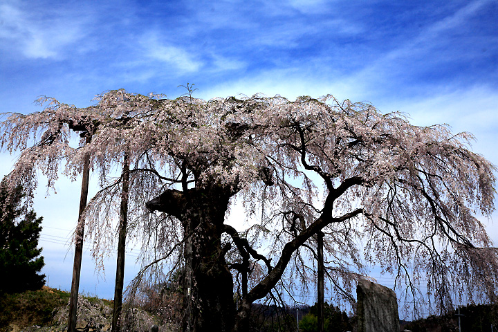 瑞鳳山永泉寺の枝垂桜（田村市大越町）