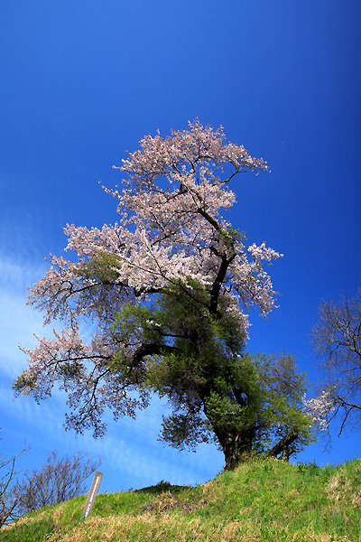 算額堂の桜（郡山市）