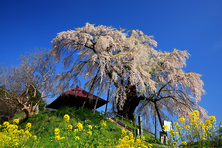 不動桜（郡山市中田町）