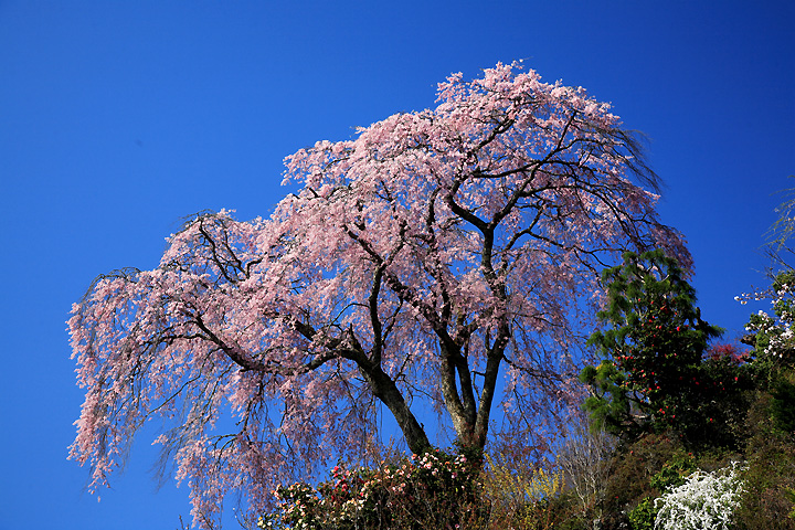 忠七桜（郡山市中田町）