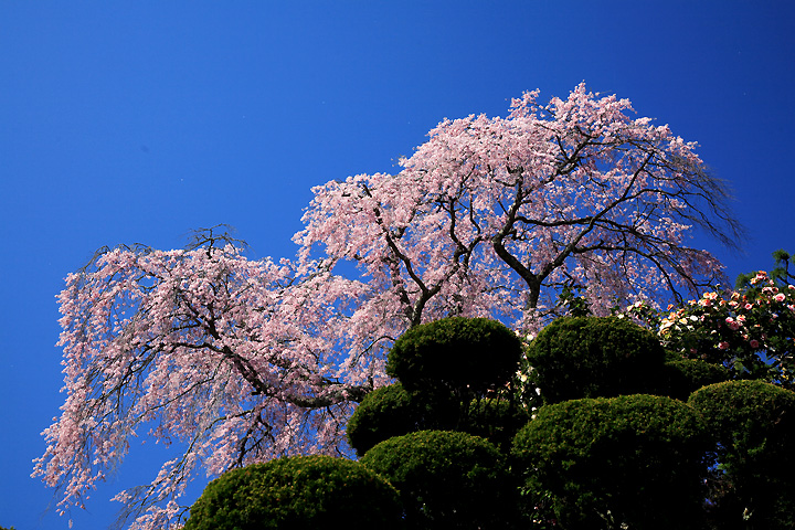 忠七桜（郡山市中田町）