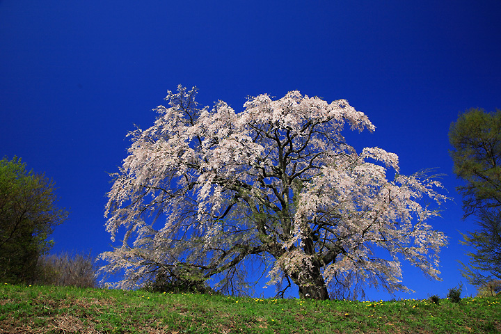 五斗蒔田の桜（郡山市中田町）
