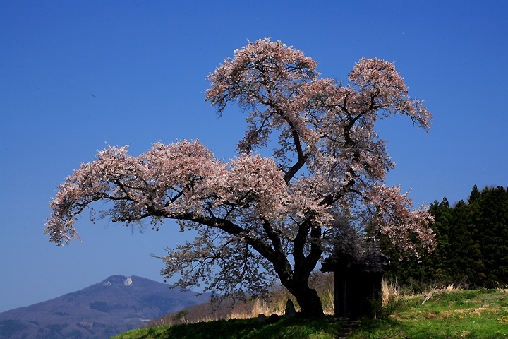 小沢の桜（田村市）