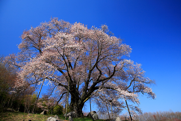 越代の山桜（古殿町）