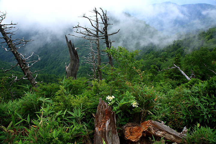 霧湧く尾根（田代山）