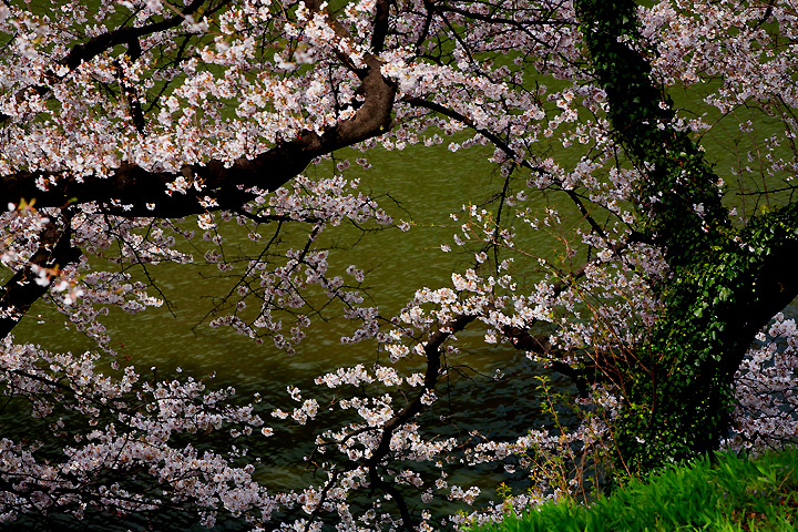北の丸公園（東京都千代田区）