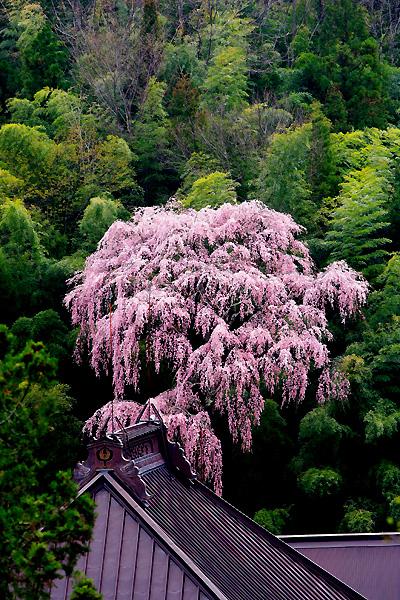 福聚寺の枝垂桜（三春町）