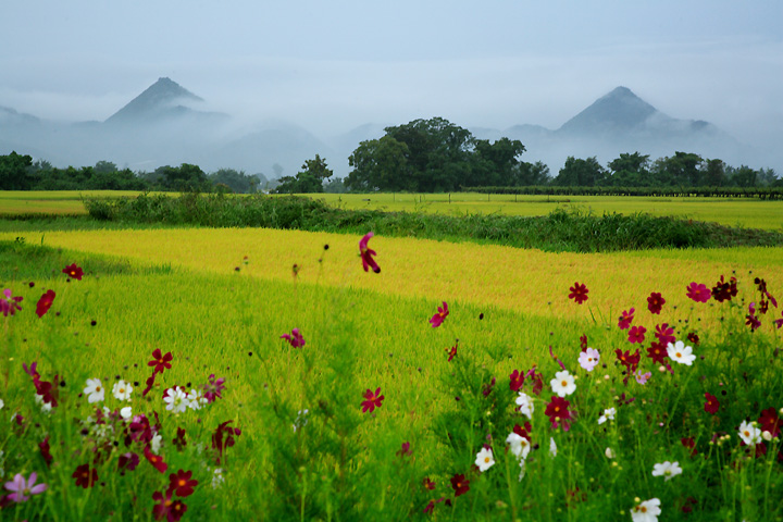 秋雨の里風景（上山市）