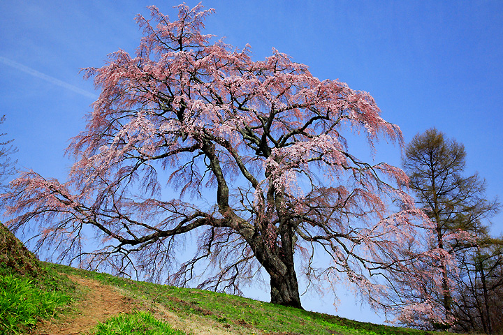 五斗薪田の枝垂桜（郡山市中田町）