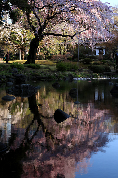 春の池（小石川後楽園）