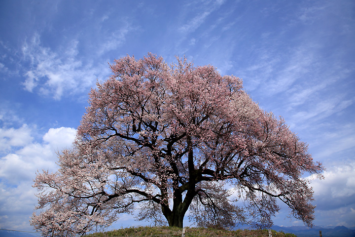 春の午後（わに塚の桜）
