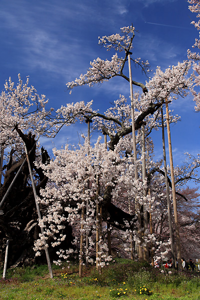 老いてなお（山高神代桜）