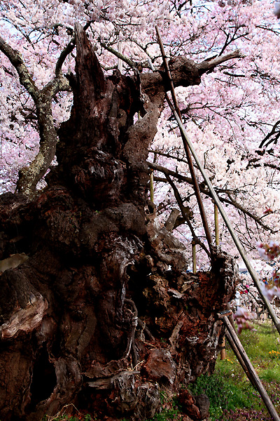 朽ちた主幹、空おおう桜花