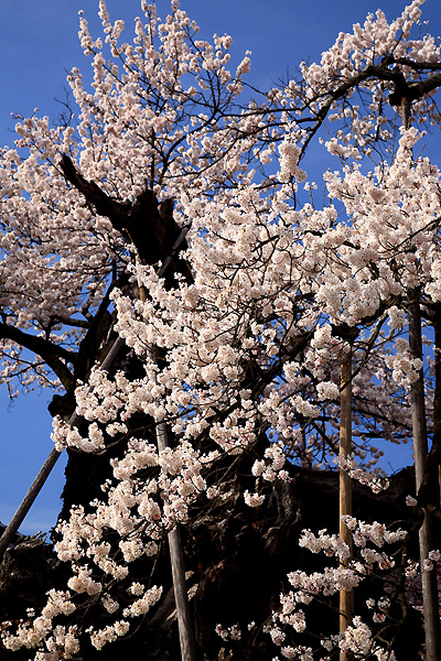 花の大滝