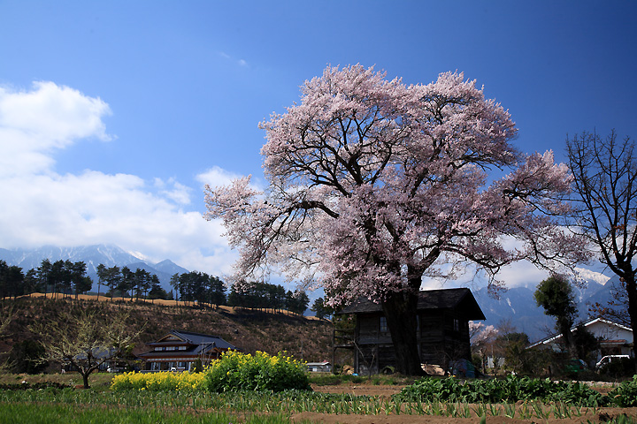 里の桜（山高のエドヒガン）