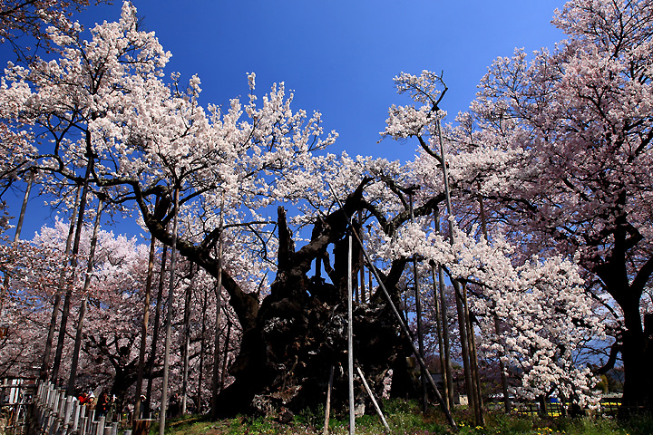 生命力（山高の神代桜）