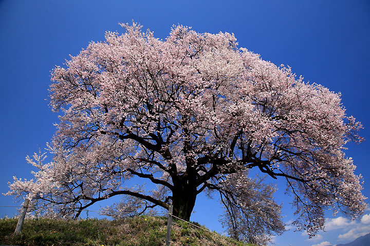 田んぼの中の一本桜（わに塚の桜）