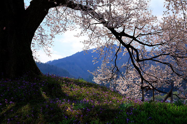 絶好の木陰（わに塚の桜）