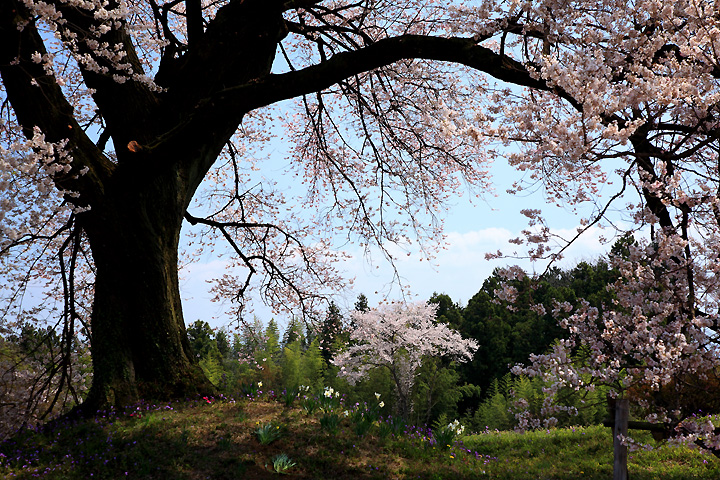 春たけなわ（わに塚の桜）