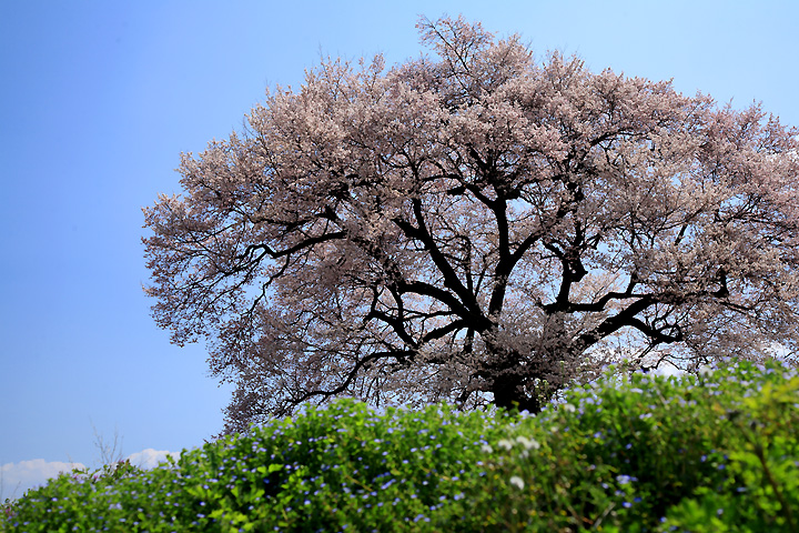 野辺の春（わに塚の桜）