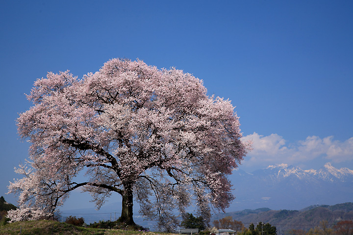 八ヶ岳遠望（わに塚の桜）