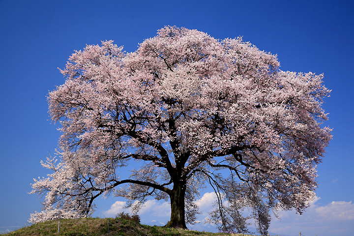 残雪・八ヶ岳（わに塚の桜）