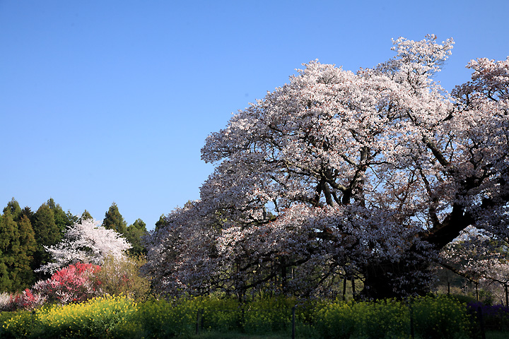 咲き誇る（吉高の大桜）