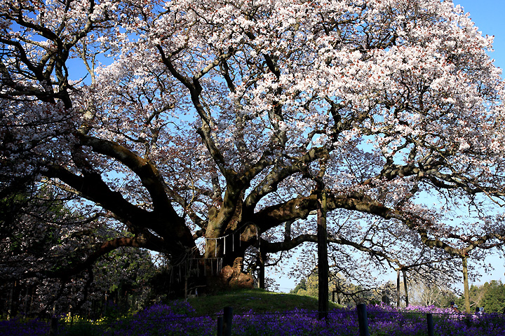 巨樹（吉高の大桜）