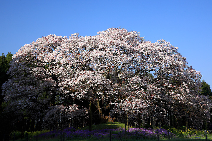 見事な樹形（吉高の大桜）