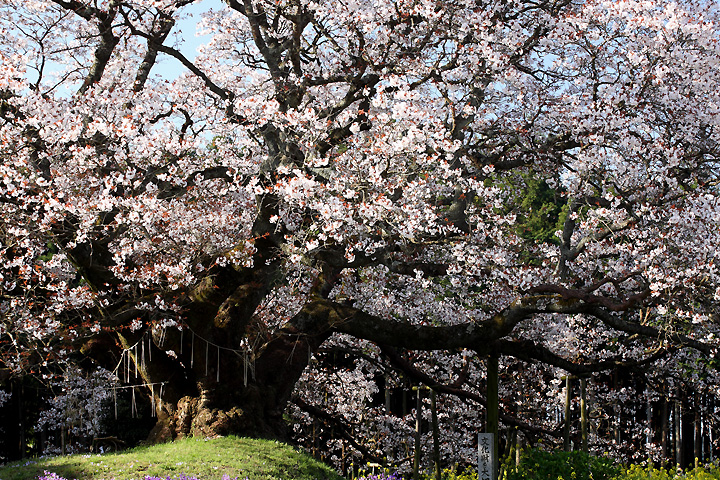 氏神さま（吉高の大桜）