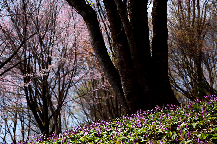 花冷え（大林ふるさとの山）