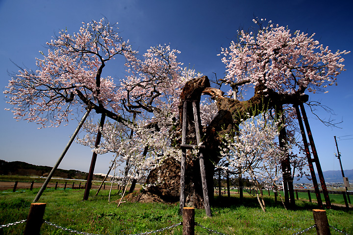田の神（米沢の千歳桜）