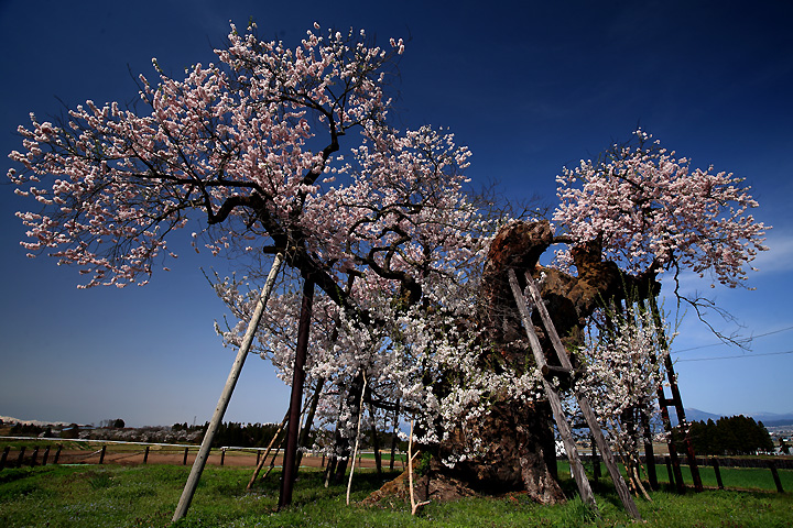 春の舞（米沢の千歳桜）
