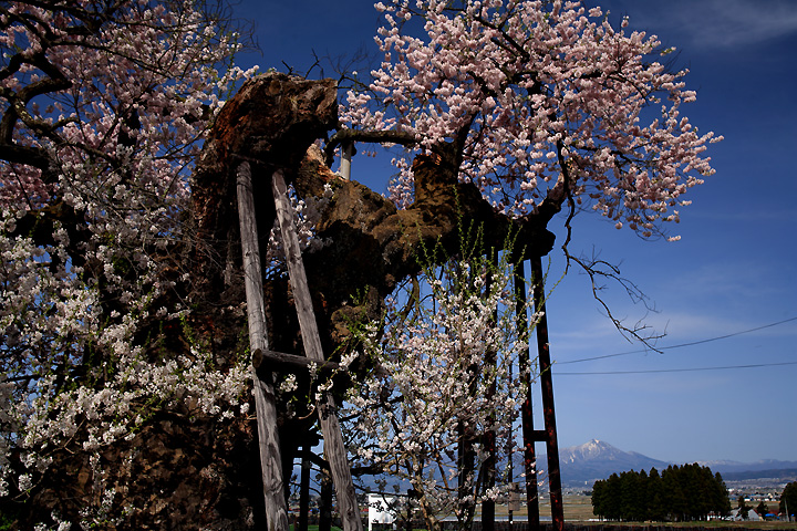 ７００年の歴史（米沢の千歳桜）