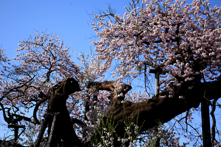 老いてなお（米沢の千歳桜）