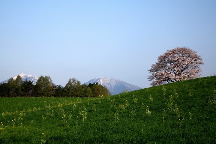 朝の牧場（小岩井農場）