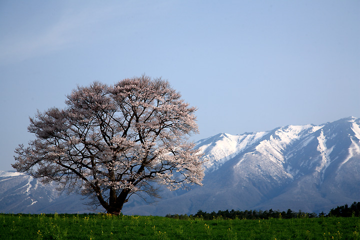朝日を受けて（小岩井農場）