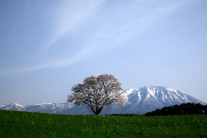 岩手山の春（小岩井農場）