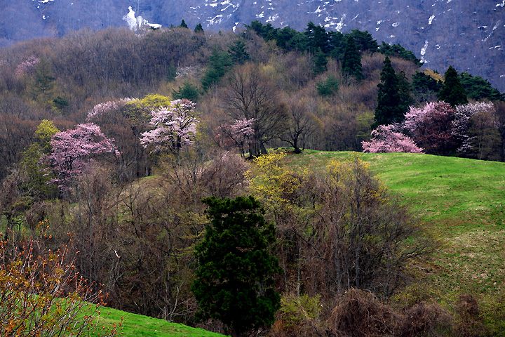 芽吹き前（西蔵王放牧場）