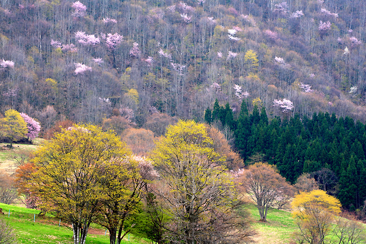 華やぐ山麓（西蔵王放牧場）