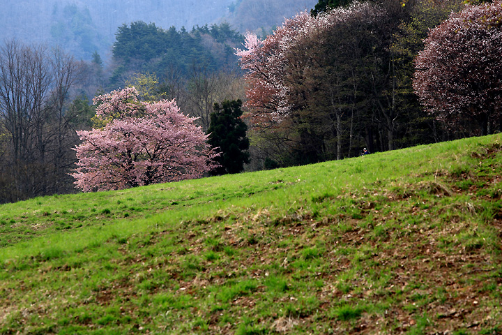 桜に魅せられて（西蔵王放牧場）