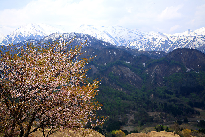 峠の桜（小国町）
