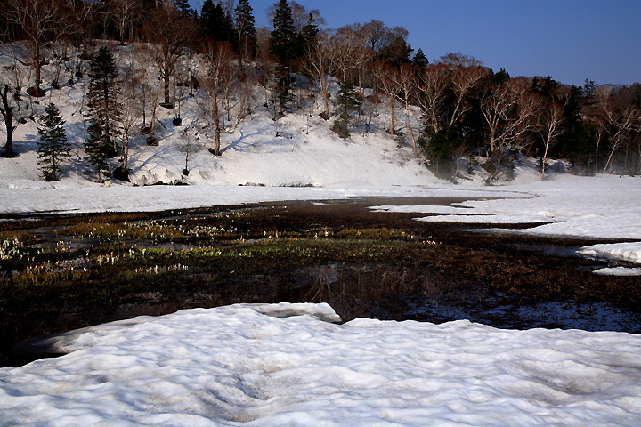水芭蕉も咲き出して（御池田代）